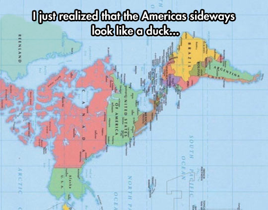 americas duck