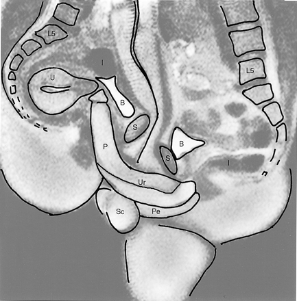 anatomy during sexual intercourse (labeled image)